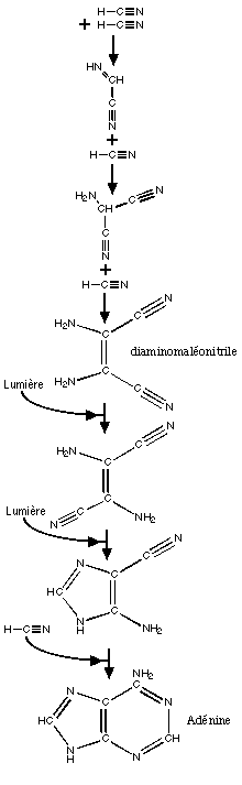 synthese adenine