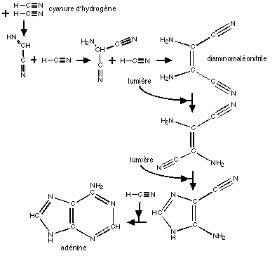 adenin synthesis