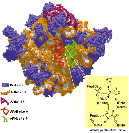 ribosome structure