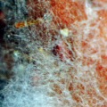 mycelium sur fraise