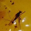 insect ambre