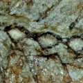 fossille vertébré