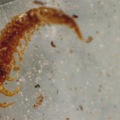 sol myriapode