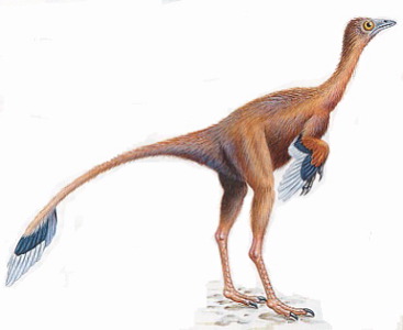 protarchaeopteryx