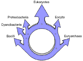 ringtree