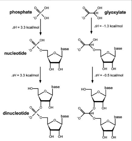 glyoxylatevsP